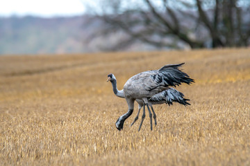 eurasian cranes land on a harvested korn field