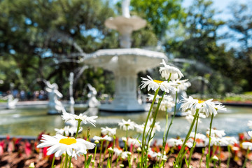 Savannah, USA famous water fountain in Forsyth park, Georgia during sunny day in summer with white...