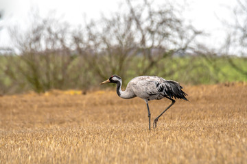 eurasian cranes land on a harvested korn field