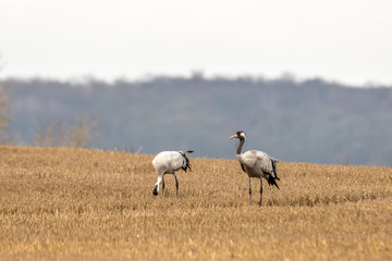 eurasian cranes land on a harvested korn field