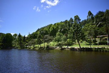 Fototapeta premium forest