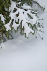 Small fir trees covered with snow in a forest