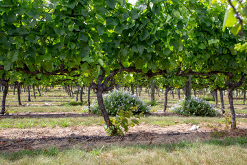 Fototapeta na wymiar Companion plants growing under grape vine rows attract bees and beneficial insects 