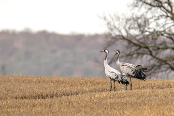 Obraz na płótnie Canvas eurasian cranes land on a harvested korn field