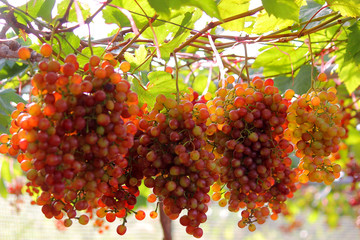 ripe grapes harvest in vineyard