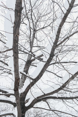 Obraz premium The tree covered with white snow in the winter