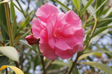 oleander flower in the garden