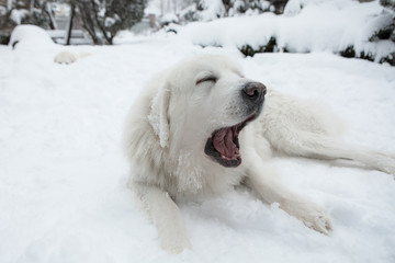 Young Tatra Shepherd Dog in winter snowy garden.