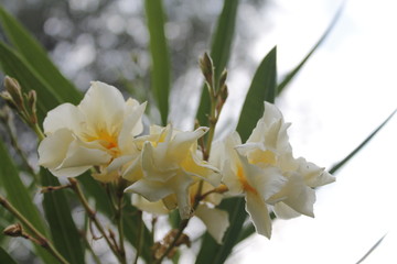oleander flower in the garden / close up of sweet oleander flower blooming in the spring garden...
