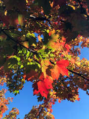 maple leaves in autumn