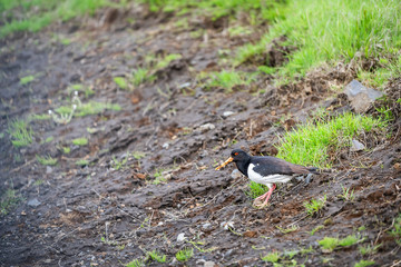 Iceland landscape with one Haematopus ostralegus Oystercatcher black bird with yellow bill and red eyes standing by green grass in summer on ground soil