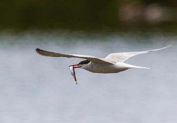Common tern in flight with small fish for its babies