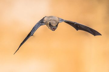 Echolocating pipistrelle bat