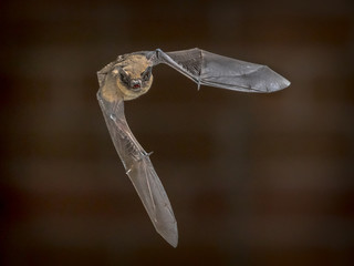 Flying Pipistrelle bat in front of brick wall