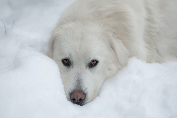 Young Tatra Shepherd Dog in winter snowy garden.