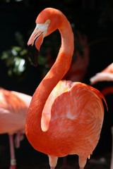 Pink Flamingo
