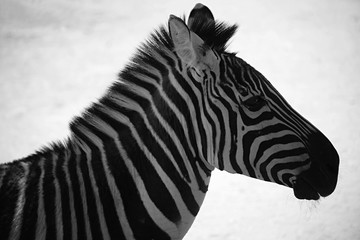 Fototapeta na wymiar A Zebra up close