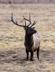 Bull Elk