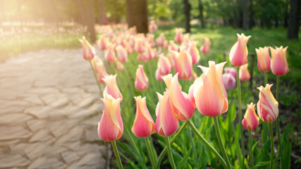 Bright colorful tulips background, banner. Beautiful flower tulips with sunlight and bokeh in public park. Tulips flower bed. Selective focus