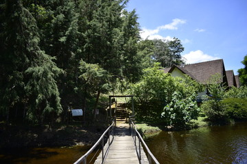 Fototapeta premium forest