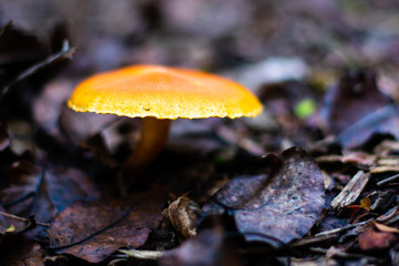 Mushroom Among the Fallen Leaves