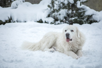 Young Tatra Shepherd Dog in winter snowy garden.