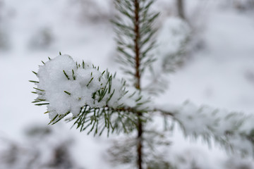 Small branches of a pine tree covered with snow. Fresh snow on the branches in the forest.