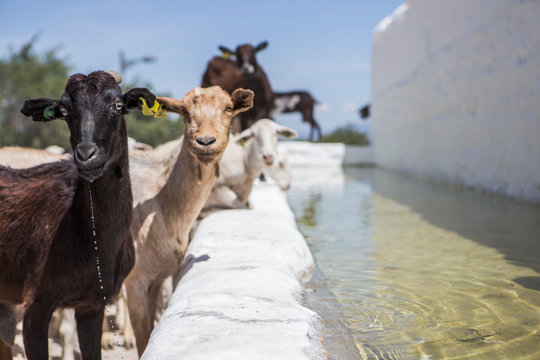 Herd of goats drinking water in a watering hole next to the castle of Sabiote in Andalucia, Spain