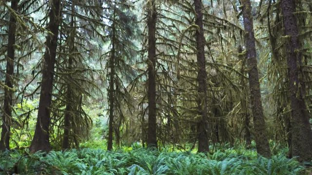 tilt up shot of ferns and spruce trees at hoh rainforest in the olympic national park of the us pacific northwest