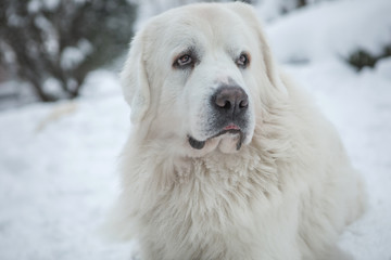 Young Tatra Shepherd Dog in winter snowy garden.