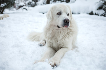 Young Tatra Shepherd Dog in winter snowy garden.