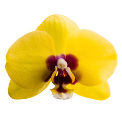 Fototapeta na wymiar phalaenopsis yellow orchid flower isolated on white