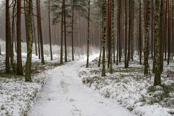 Forest road in the winter. A gravel road leading through the forest.