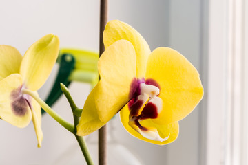 yellow blooming orchid phalaenopsis near the window