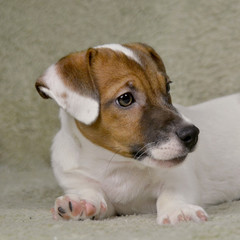 Jack Russell puppy of white-brown color sits on the bedspread.