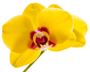 phalaenopsis yellow orchid flower isolated on white