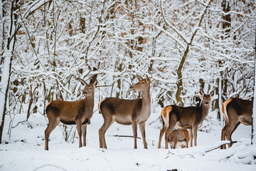 Female red deer in the winter forest