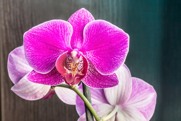 pink Phalaenopsis or Moth dendrobium Orchid flower in winter or spring day tropical garden near the...