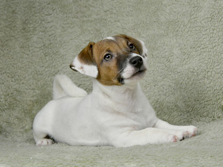 Jack Russell puppy of white-brown color sits on the bedspread.