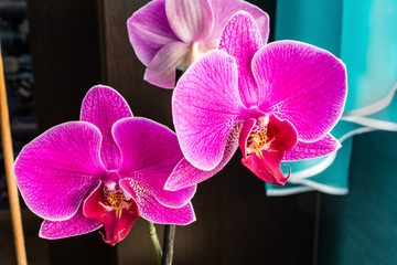 pink Phalaenopsis or Moth dendrobium Orchid flower in winter or spring day tropical garden near the window at home