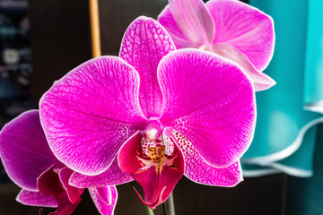 pink Phalaenopsis or Moth dendrobium Orchid flower in winter or spring day tropical garden near the...