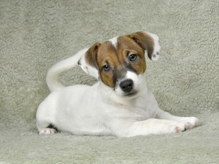 Jack Russell puppy of white-brown color sits on the bedspread.