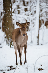 Naklejka na ściany i meble Female red deer in the winter forest