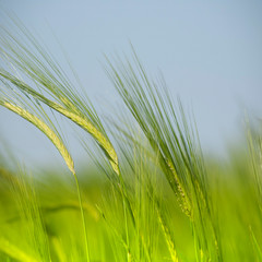 green wheat field