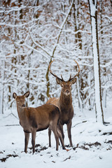 Naklejka na ściany i meble Female and Buck Red deer in the winter forest