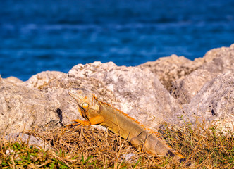 Iguana Lizard in Rocks near Water