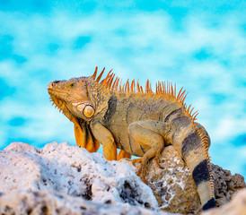 Iguana Lizard in Rocks near Water