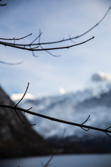 Detail in Alps 