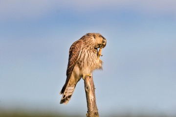 Young kestrel scratching its head on a fence post