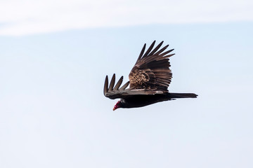 Condor Bird, bird of prey